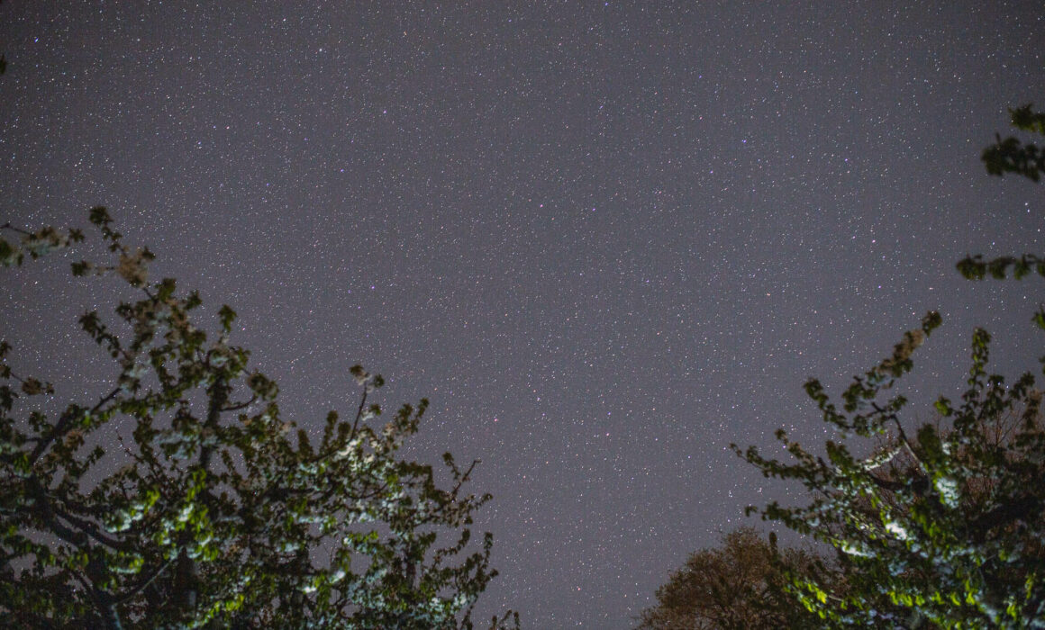 Starry sky with treetops