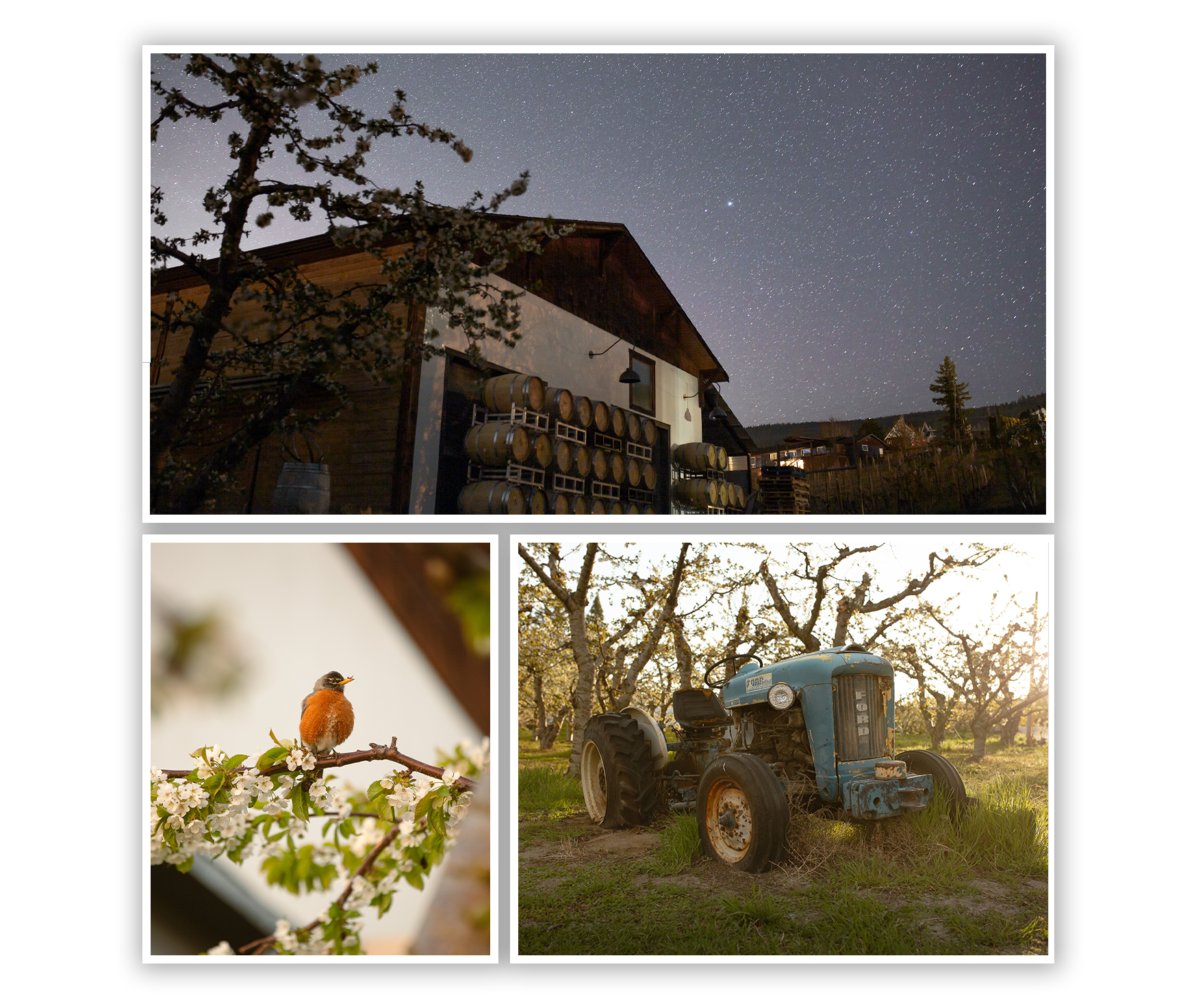 Trio of spring photos; exterior of the winery, a robin on s branch and a blue tractor in the vineyard
